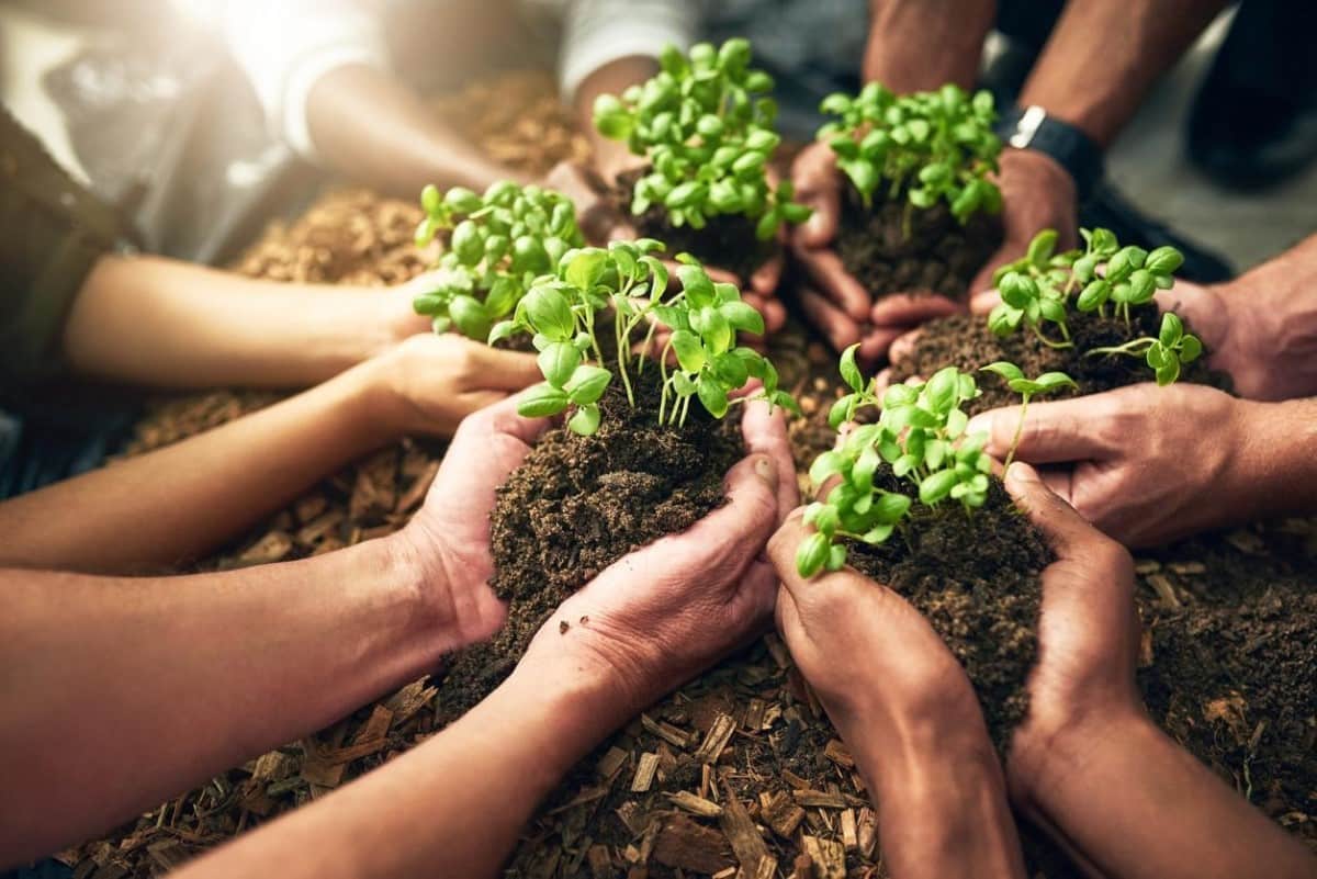 Manos cultivando plantas. Hacer conciencia sobre el capital natural es esencial.