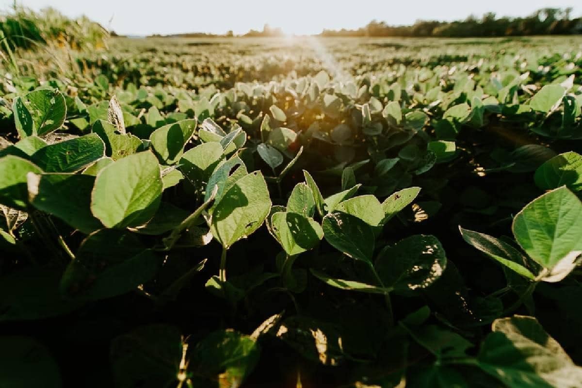 Plantaciones de soja, otro de los commodities que cotiza en el mercado de futuros. 