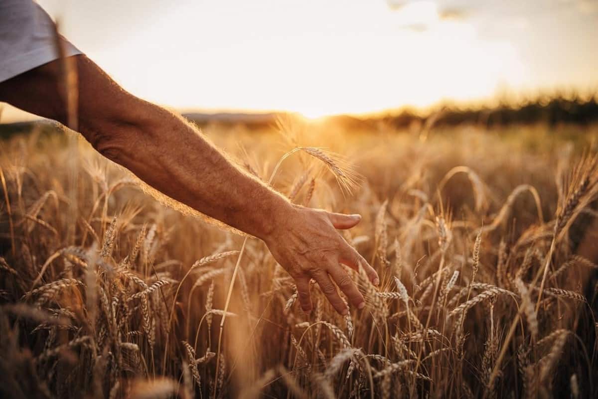 Un hombre en un campo de trigo, uno de los principales productos para invertir en materias primas en 2023